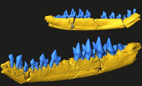 3d printing fossils.